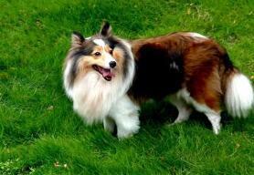 优秀的牧羊犬——苏格兰牧羊犬（苏格兰牧羊犬优点和缺点）(图7)