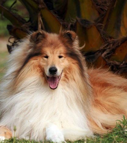 优秀的牧羊犬——苏格兰牧羊犬（苏格兰牧羊犬优点和缺点）(图10)