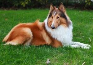 优秀的牧羊犬——苏格兰牧羊犬（苏格兰牧羊犬优点和缺点）(图9)