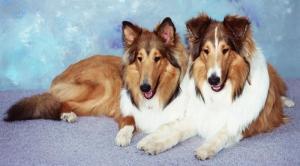 优秀的牧羊犬——苏格兰牧羊犬（苏格兰牧羊犬优点和缺点）(图11)