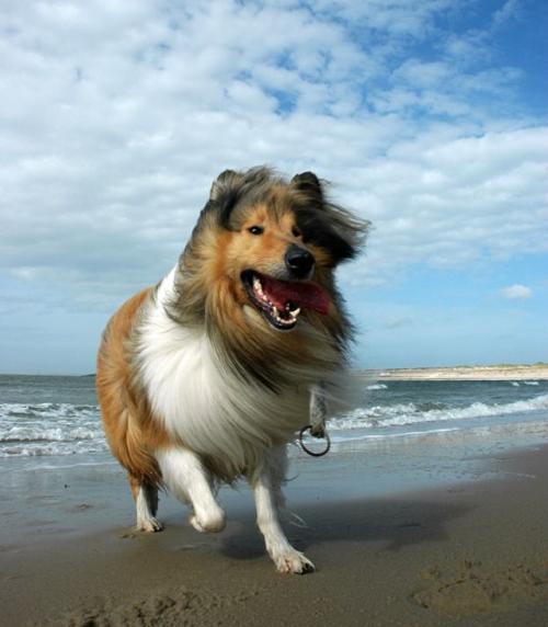 优秀的牧羊犬——苏格兰牧羊犬（苏格兰牧羊犬优点和缺点）(图12)