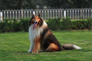 优秀的牧羊犬——苏格兰牧羊犬（苏格兰牧羊犬优点和缺点）(图16)