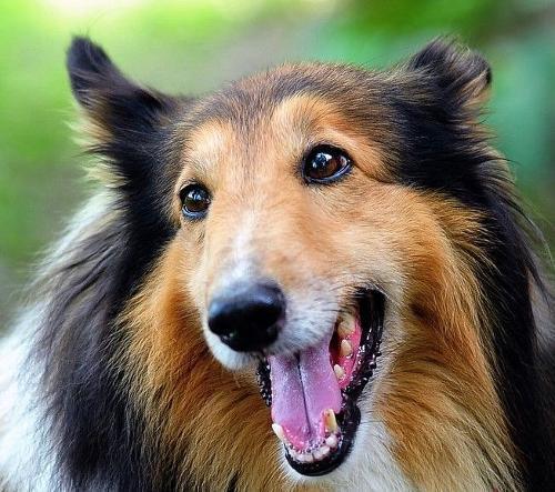 优秀的牧羊犬——苏格兰牧羊犬（苏格兰牧羊犬优点和缺点）(图17)