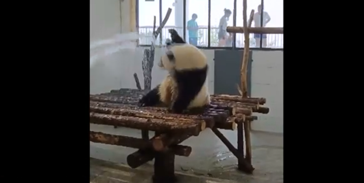 快乐到起飞!大熊猫炎炎夏日里淋浴,开心到跳起“水草舞”(图1)
