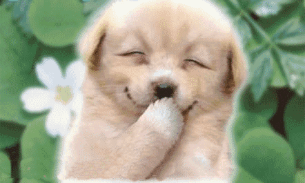 去除衣服上的狗毛有妙招（如何清除衣服上的狗毛小妙招）(图1)