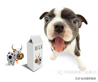 牛奶、羊奶、酸奶、脱脂奶选的不对，只会增加狗狗肠胃负担？（狗喝羊奶和羊奶粉哪个更好一些）(图2)