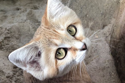 猫科大方脸——沙漠猫!(图1)