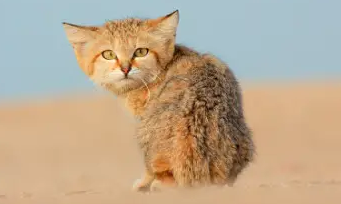 猫科大方脸——沙漠猫!(图2)