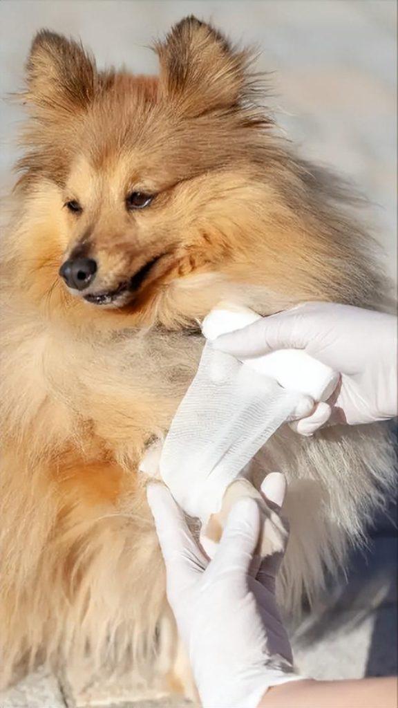 狗狗出意外的急救措施，关键时刻能保狗命（小狗狗急救）(图2)