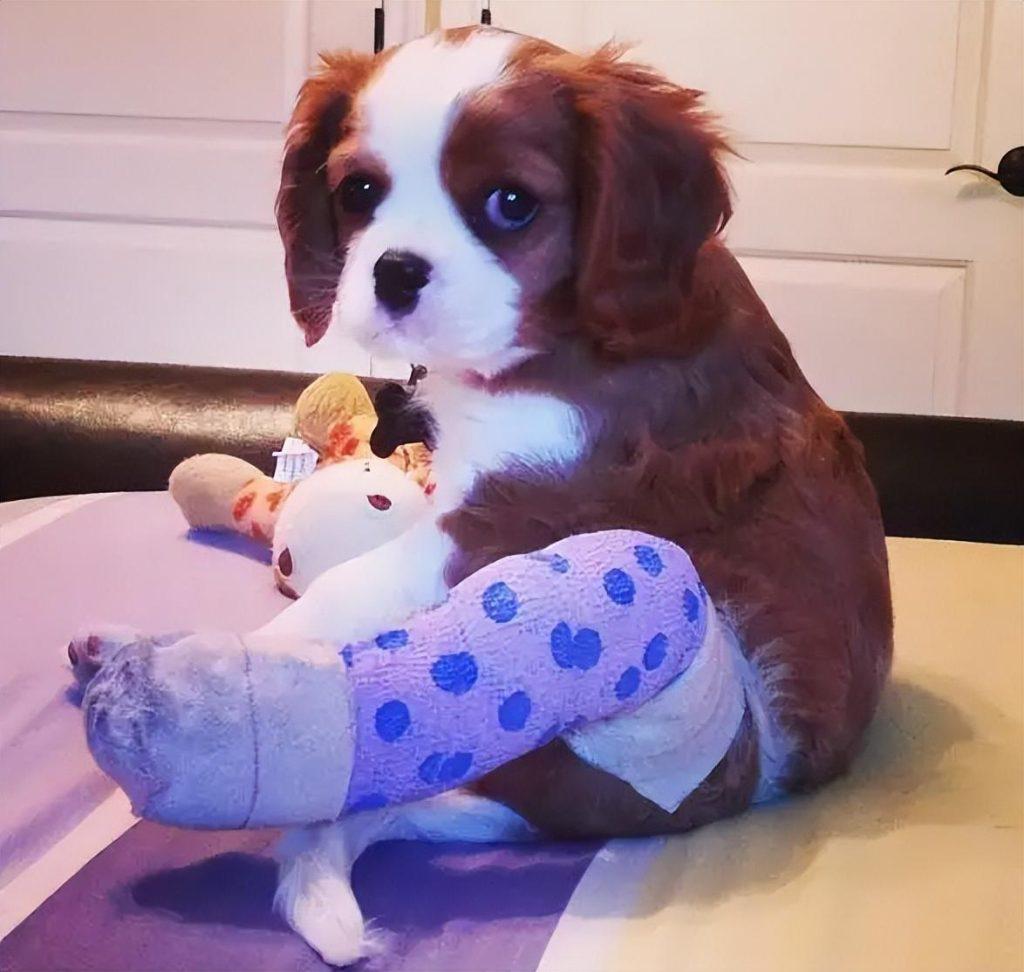 狗狗出意外的急救措施，关键时刻能保狗命（小狗狗急救）(图4)