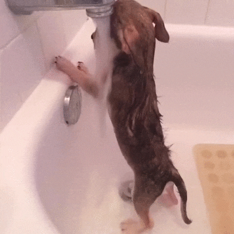 狗狗出意外的急救措施，关键时刻能保狗命（小狗狗急救）(图5)