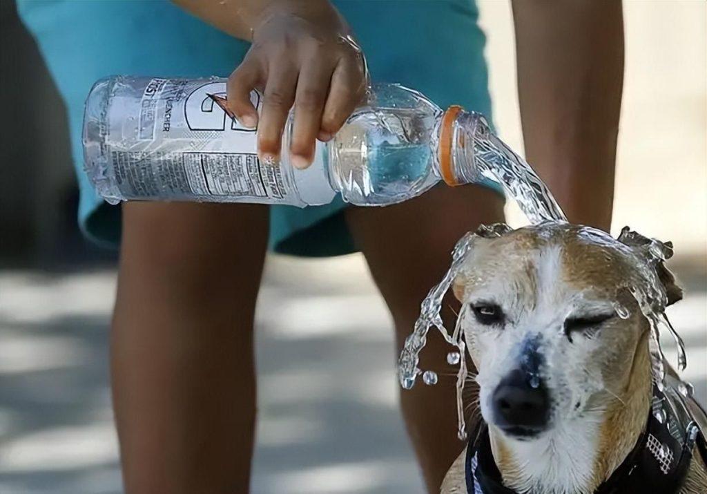 狗狗出意外的急救措施，关键时刻能保狗命（小狗狗急救）(图7)