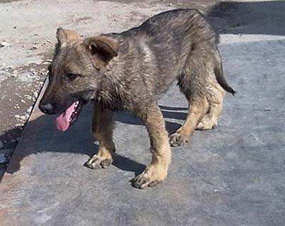 狗狗患上佝偻病，光照不足是关键，可别让拴养害了狗狗（狗狗得佝偻病现象是什么）(图1)