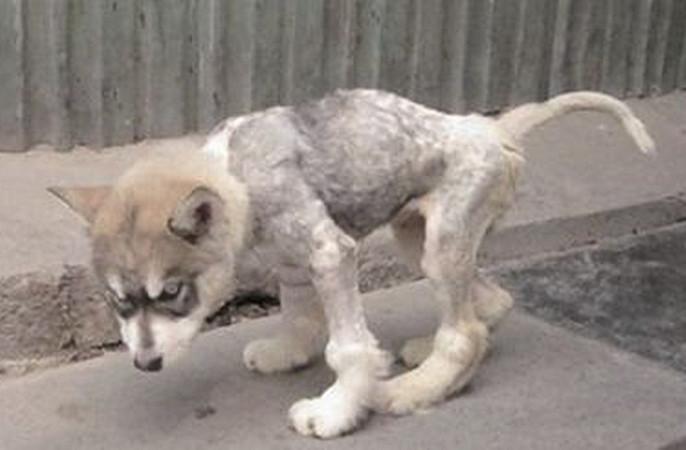 狗狗患上佝偻病，光照不足是关键，可别让拴养害了狗狗（狗狗得佝偻病现象是什么）(图3)