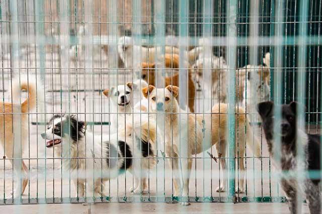 探访青岛市犬只收养服务基地,想养狗狗这儿可以免费领养(青岛有没有领养宠物的微信群)(图2)