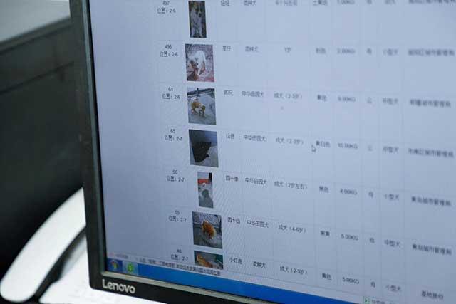 探访青岛市犬只收养服务基地,想养狗狗这儿可以免费领养(青岛有没有领养宠物的微信群)(图8)