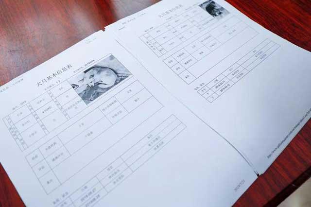 探访青岛市犬只收养服务基地,想养狗狗这儿可以免费领养(青岛有没有领养宠物的微信群)(图7)