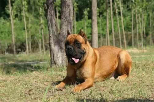 怎样看卡斯罗犬品相？又该如何挑选卡斯罗犬？（卡斯罗幼犬怎么看品相图片）(图1)