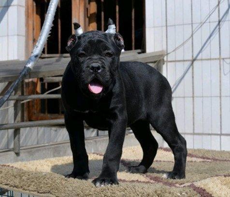 怎样看卡斯罗犬品相？又该如何挑选卡斯罗犬？（卡斯罗幼犬怎么看品相图片）(图5)