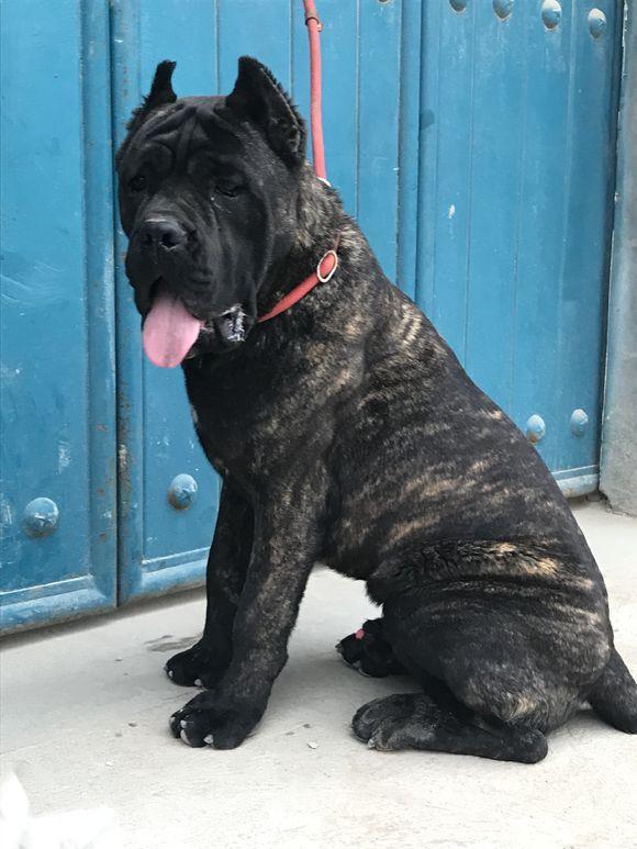 怎样看卡斯罗犬品相？又该如何挑选卡斯罗犬？（卡斯罗幼犬怎么看品相图片）(图4)