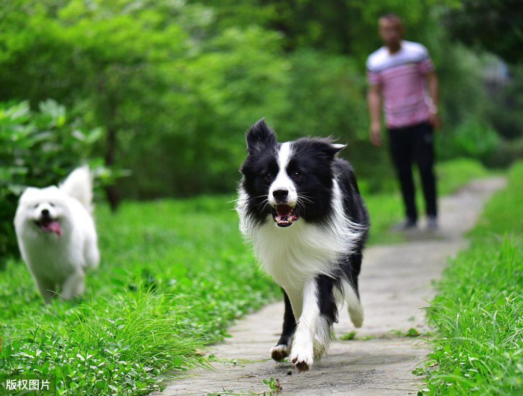 如果你家边牧经常做这几件事,可以说是“蠢材”了!(边牧太烦人)(图3)