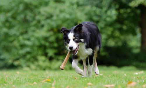 如果你家边牧经常做这几件事，可以说是“蠢材”了！（边牧太烦人）(图5)