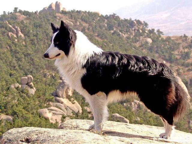 如果你家边牧经常做这几件事,可以说是“蠢材”了!(边牧太烦人)(图4)