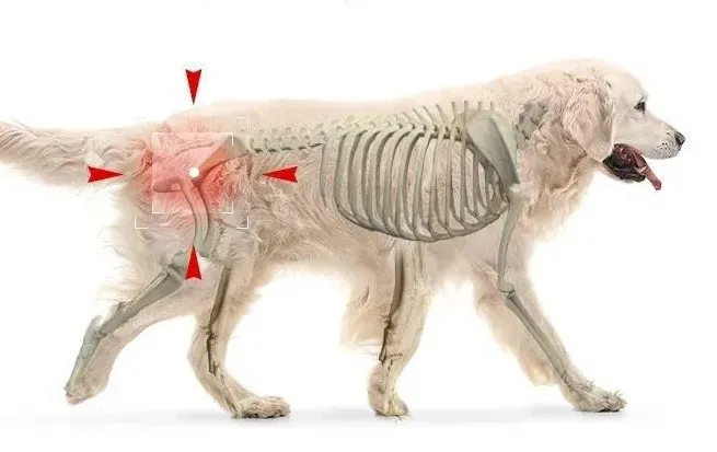 南极磷虾中Omega-3对宠物健康有哪些益处？（南极磷虾的功效作用）(图6)