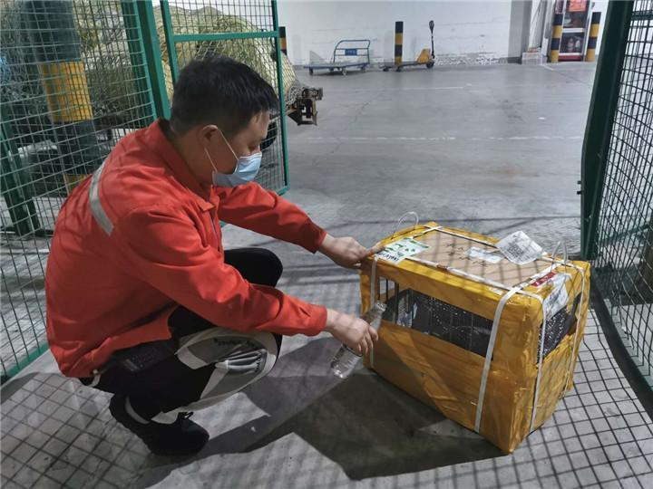 最低票价300元，加钱还有别的“服务”，你家阿猫阿狗也可以坐飞机啦！（最低票价火车票）(图2)