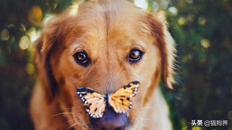 狗狗咳嗽怎么办？狗狗咳嗽的原因有哪些？（狗狗咳嗽咳的厉害怎么办）(图2)