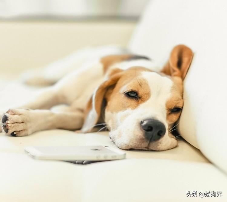 狗狗咳嗽怎么办？狗狗咳嗽的原因有哪些？（狗狗咳嗽咳的厉害怎么办）(图1)