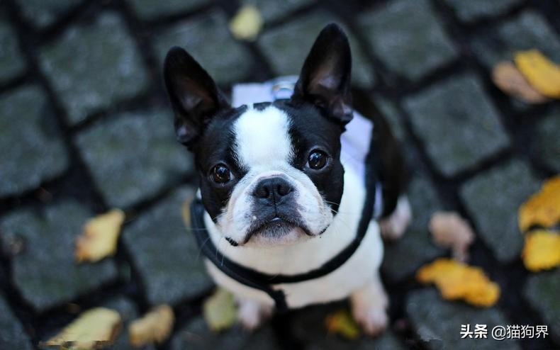 狗狗咳嗽怎么办？狗狗咳嗽的原因有哪些？（狗狗咳嗽咳的厉害怎么办）(图3)