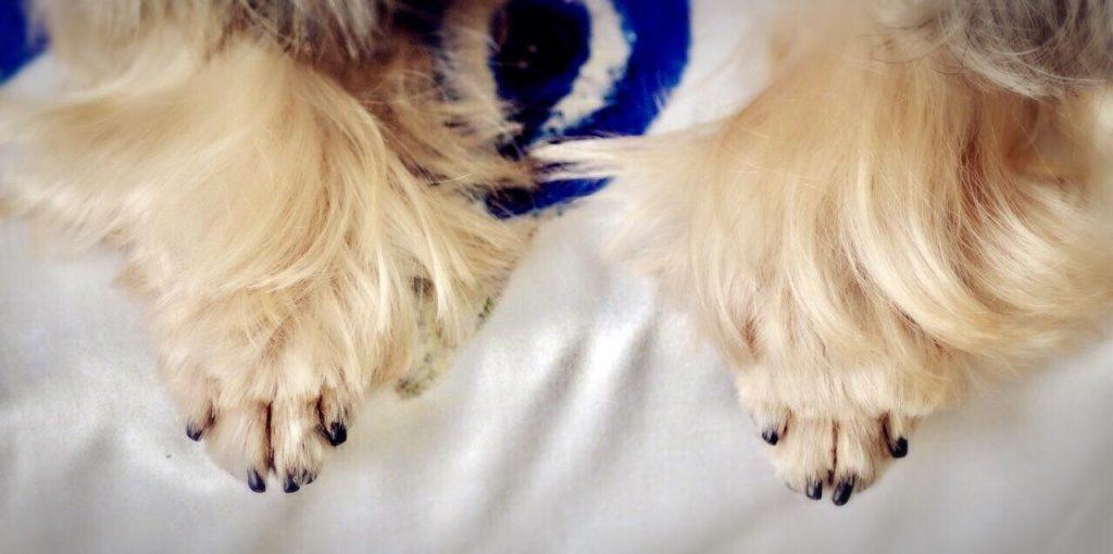 怎么给泰迪剪指甲?小心稍有不慎,血流成河(泰迪狗狗剪指甲怎么剪)(图1)