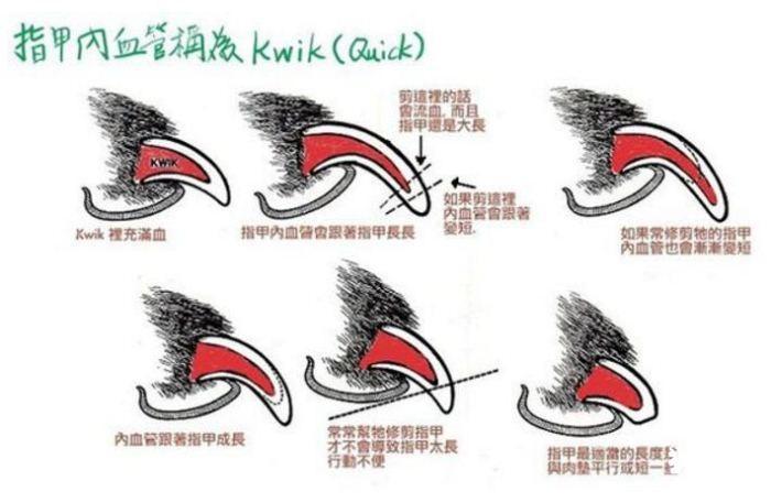 怎么给泰迪剪指甲?小心稍有不慎,血流成河(泰迪狗狗剪指甲怎么剪)(图2)