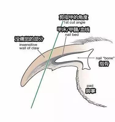 怎么给泰迪剪指甲？小心稍有不慎，血流成河（泰迪狗狗剪指甲怎么剪）(图5)