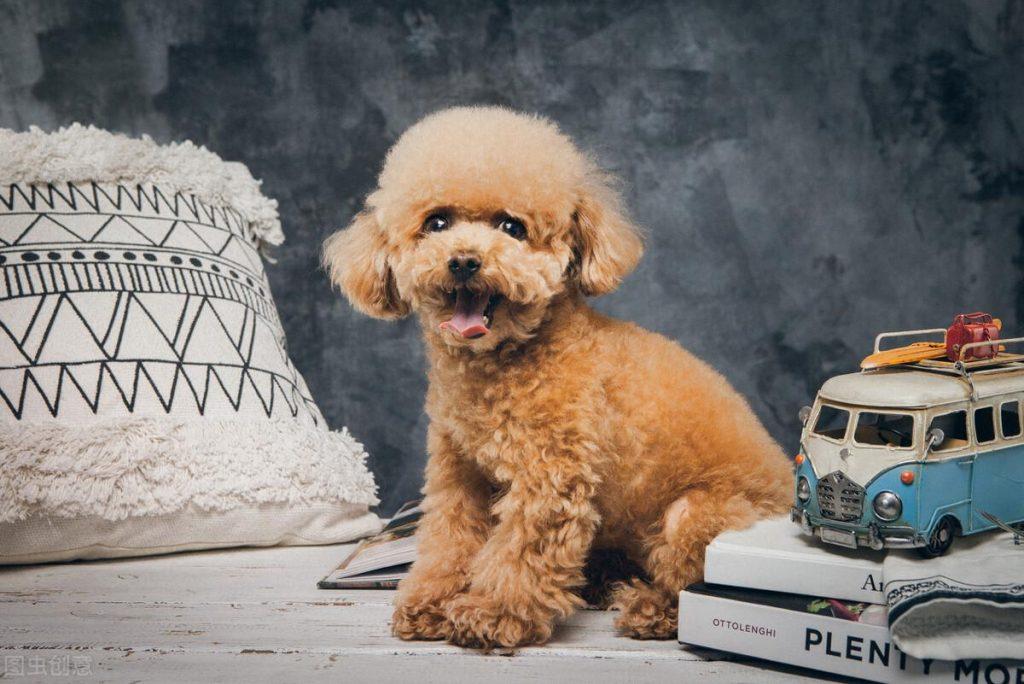 想要跟泰迪关系处到位，这几点必不可少（和泰迪怎么相处）(图2)