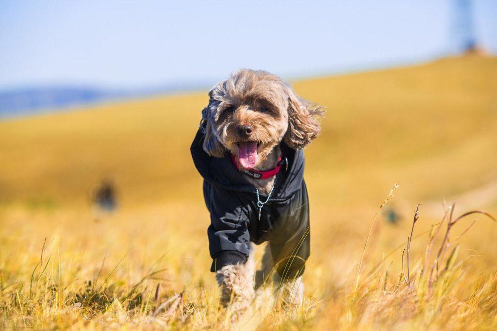想要跟泰迪关系处到位，这几点必不可少（和泰迪怎么相处）(图1)