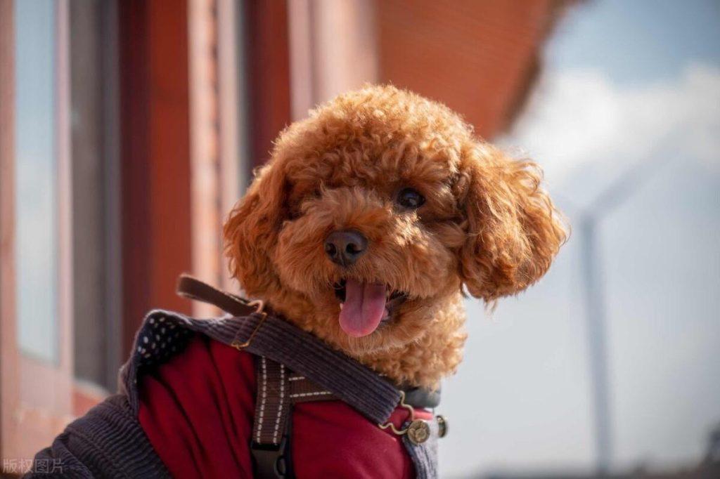 想要跟泰迪关系处到位，这几点必不可少（和泰迪怎么相处）(图3)