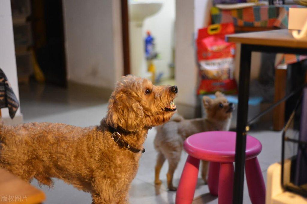 想要跟泰迪关系处到位，这几点必不可少（和泰迪怎么相处）(图4)