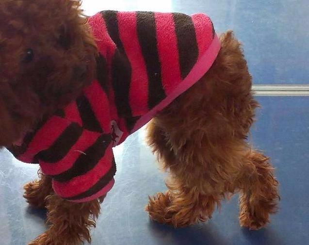 泰迪犬缺钙的几大信号，4个简单方法教你补补（泰迪犬缺钙有什么症状）(图2)