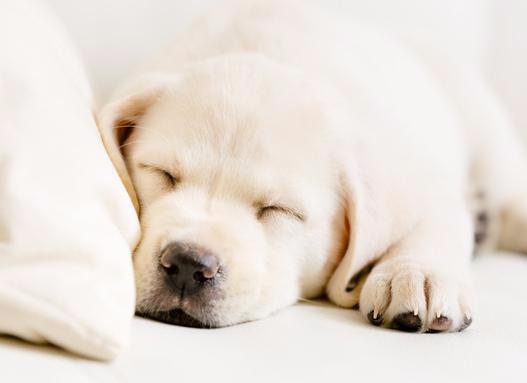 狗狗感冒的七大症状,主人千万别不当一回事!(狗狗感冒了有什么症状)(图1)