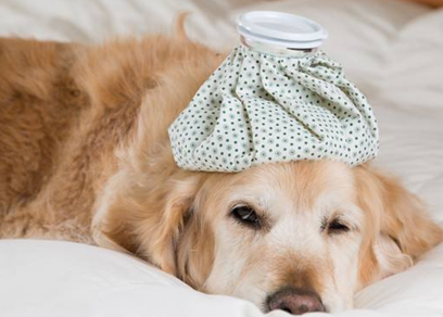 狗狗感冒的七大症状,主人千万别不当一回事!(狗狗感冒了有什么症状)(图2)