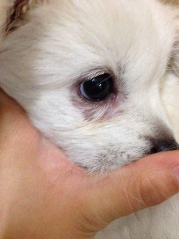 狗狗感冒的七大症状,主人千万别不当一回事!(狗狗感冒了有什么症状)(图4)