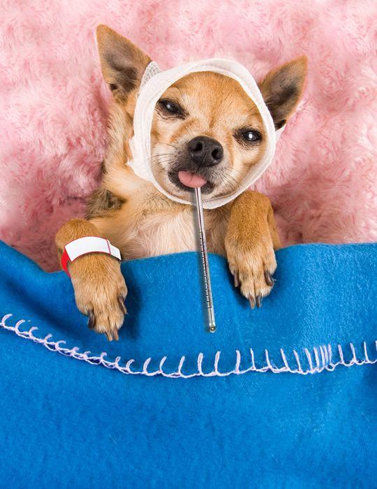 狗狗感冒的七大症状,主人千万别不当一回事!(狗狗感冒了有什么症状)(图3)