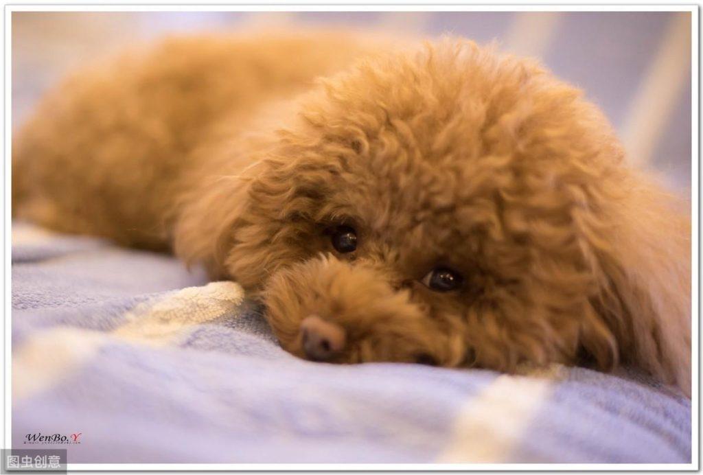 饲养泰迪，请避开这些养狗误区，别让泰迪遭受痛苦（聊一聊养泰迪有哪些注意事项?）(图1)