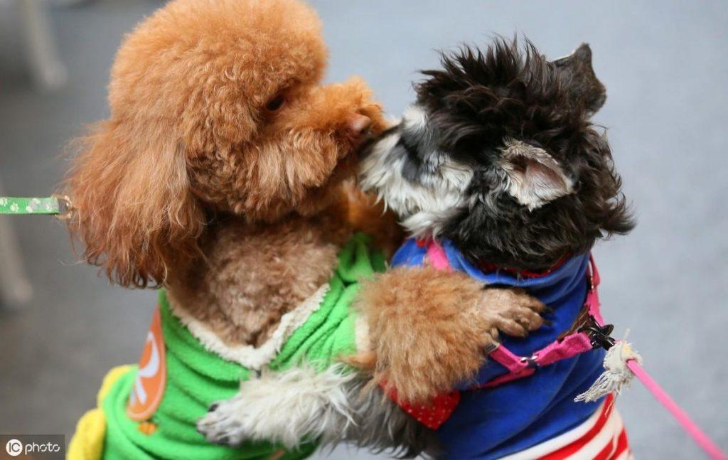 饲养泰迪，请避开这些养狗误区，别让泰迪遭受痛苦（聊一聊养泰迪有哪些注意事项?）(图2)