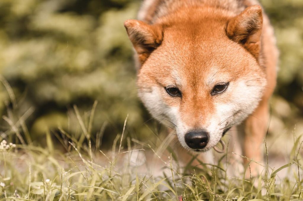 养宠分享：狗狗有耳螨是什么症状？（狗狗耳螨用碘伏很有效）(图1)