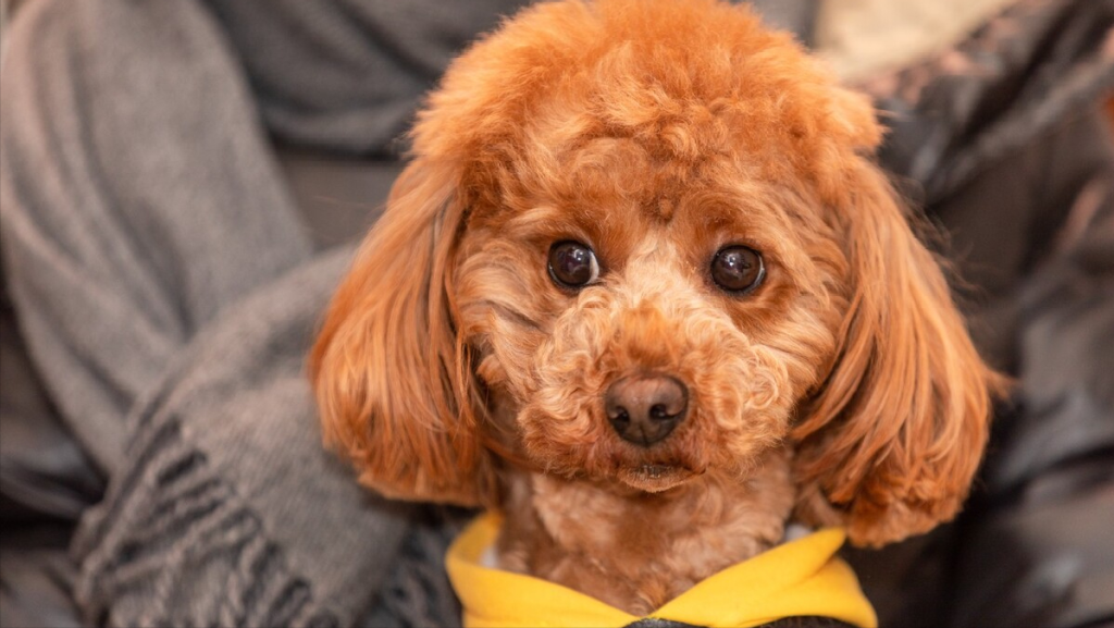 泰迪犬“常见疾病”的早期讯号，早知道，能减少狗狗的痛苦（泰迪狗的通病）(图1)