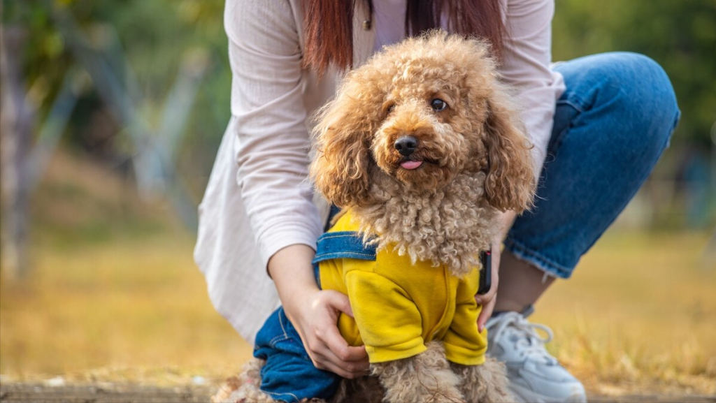 泰迪犬“常见疾病”的早期讯号，早知道，能减少狗狗的痛苦（泰迪狗的通病）(图4)