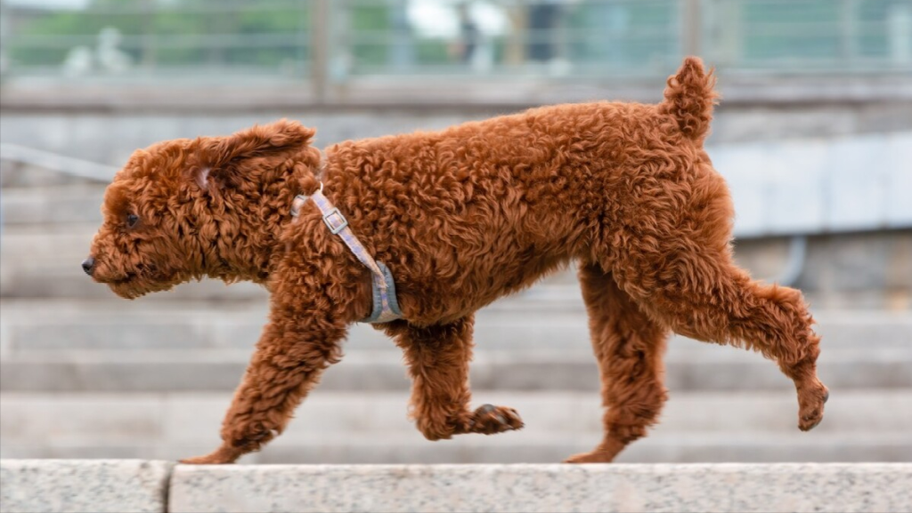 泰迪犬“常见疾病”的早期讯号，早知道，能减少狗狗的痛苦（泰迪狗的通病）(图5)